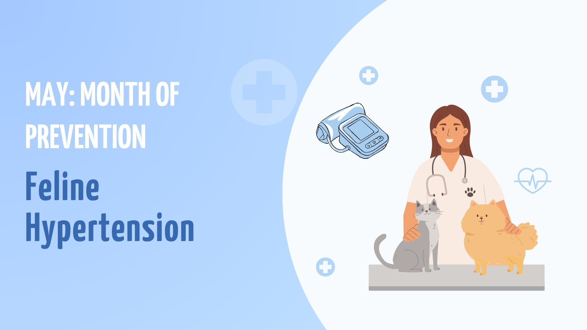 View of Feline Hypertension, a disease that affects cats over 7 years of age ...
